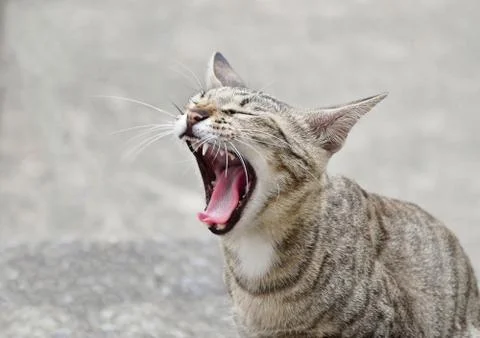 Cat yawn Stock Photos