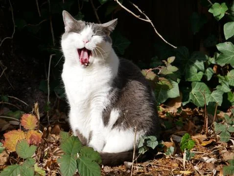 Cat yawn Stock Photos
