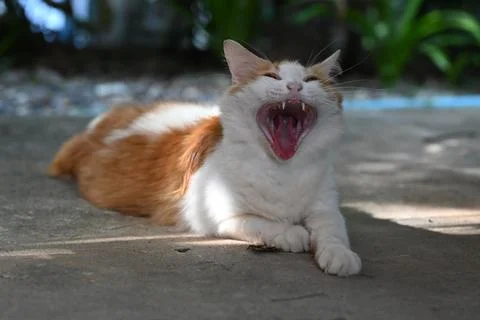 Cat yawn Stock Photos