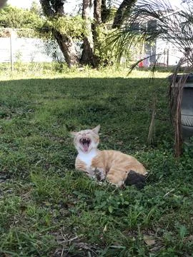 Cat Yawn 库存照片