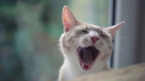 Cat yawning in 4K - close up Video stock 90777635