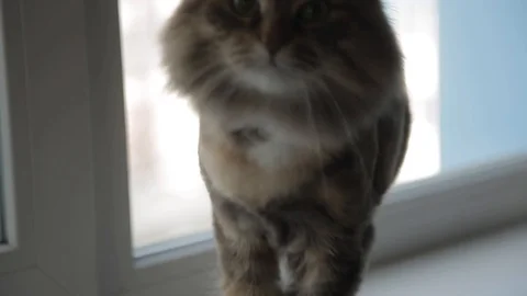 The cat is yawning into the camera Stock Footage 97658234