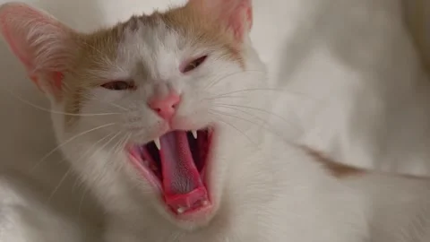 Cat Yawning Close up Slow Motion Stock Footage