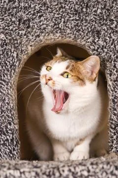 Cat is yawning continuous action Fotos Stock