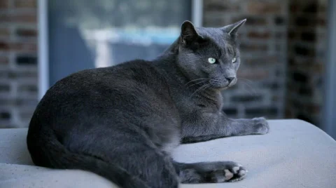 Cat Yawning Stock Footage