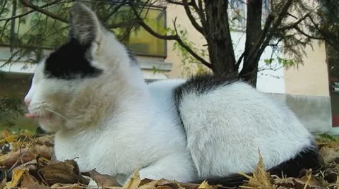 Cat yawning Stock Footage 10687950