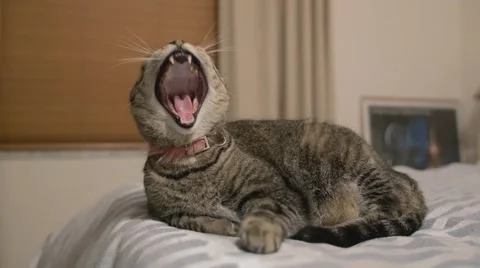 Cat Yawning Stock Footage 47124259