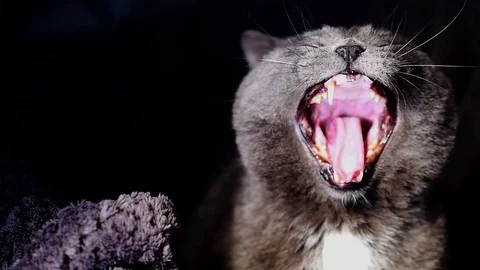 Cat Yawning Stockbeeldmateriaal 99183644