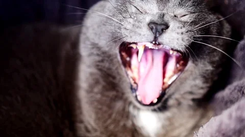 Cat yawning Stock Footage 99296596