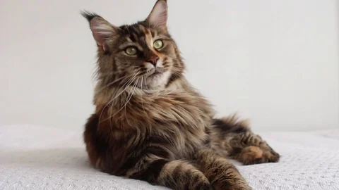 Cat yawning Stock Footage 115951586