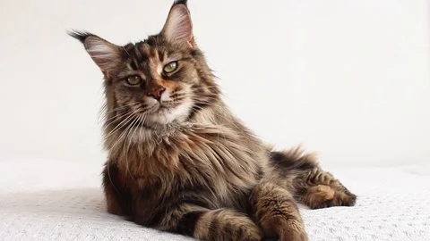 Cat yawning Stock Footage 115951601