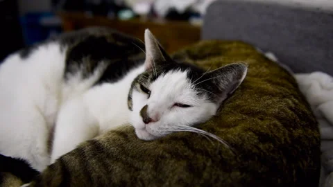 Cat Yawning Stock Footage 285113901