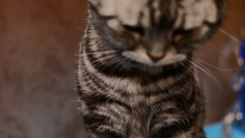 A cat yawning  Video stock 295946180