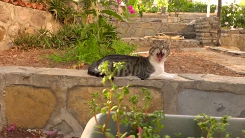 Cat is yawning in a garden Video stock 201866619