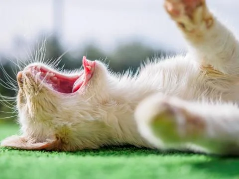 Cat yawning Stock Photos