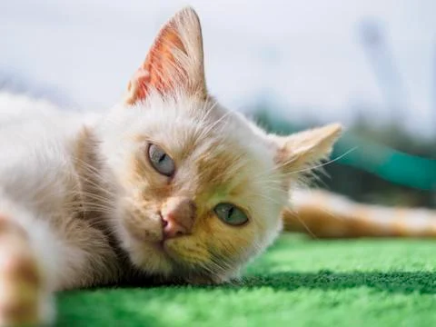 Cat yawning Stock Photos