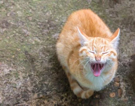 Cat yawning Stock Photos
