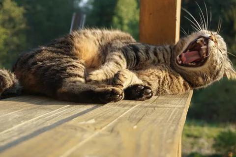Cat Yawning Stock Photos