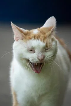 Cat yawning Stock Photos