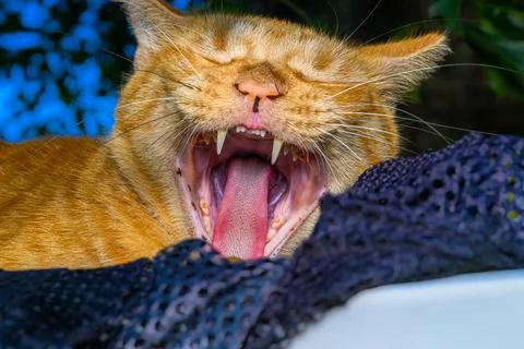 Cat yawning Stock Photos