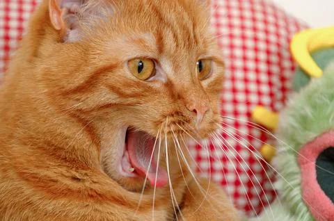 Cat yawning Stock Photos