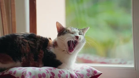 Cat Yawning on Pillow Stock Footage 261439748