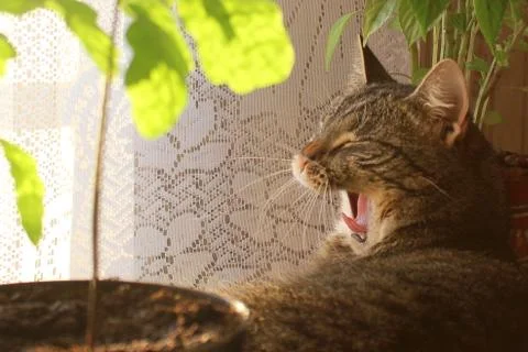 The cat is yawning in the rays of the spring sun. 스톡 사진
