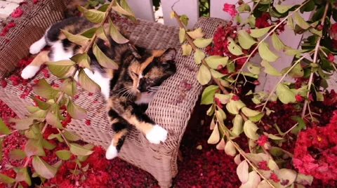 Cat Yawning with Red Petals Vídeos de archivo 49582289