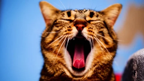 Cat yawning slow motion Stock Footage 99296602