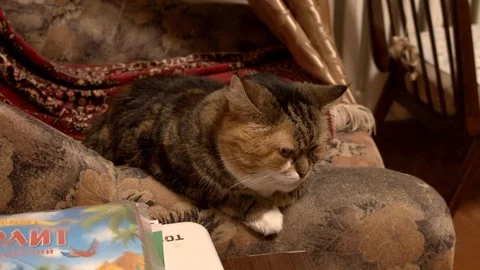 Cat yawning in slow motion Stockbeeldmateriaal 111971644