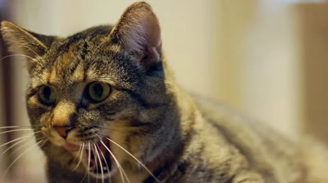 Cat Yawning &amp; Stretching Stock Footage 22141623
