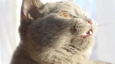 Cat yawns at the camera close-up Video stock 45588026