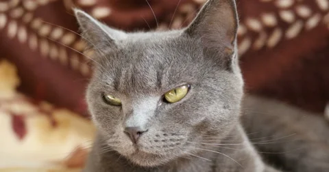 Cat yawns on a couch Stock Footage 47595694