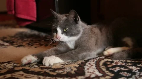 Cat yawns Video stock 73004419