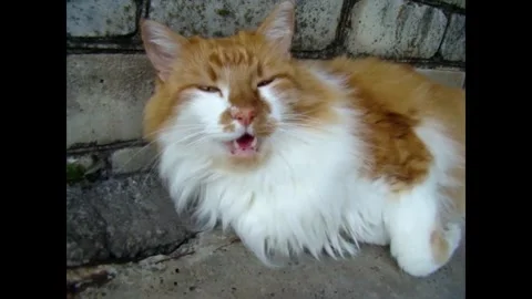Cat yawns Stock Footage 336327178