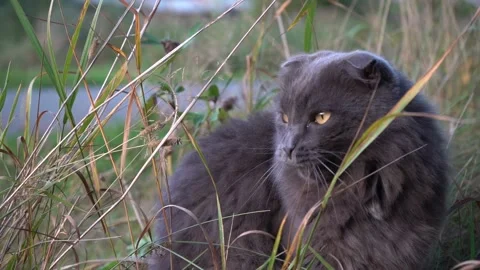 Cat yawns in the grass in the evening Stock Footage 139676340