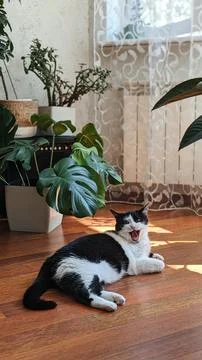 The cat yawns Stock Photos