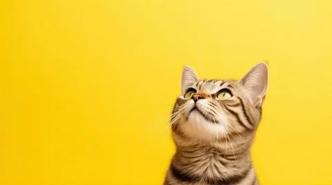 Cat on yellow background, different Angle close-up Stock Photos