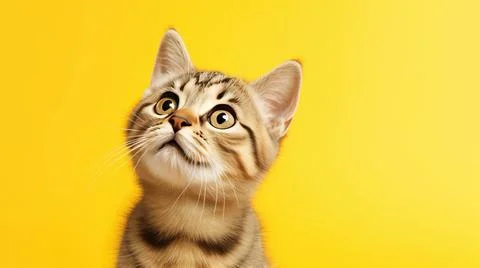 Cat on yellow background, different Angle close-up Stock Photos