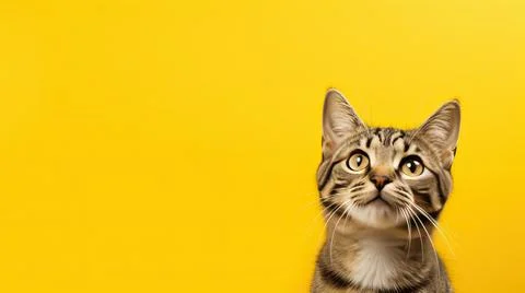 Cat on yellow background, different Angle close-up Stock Photos