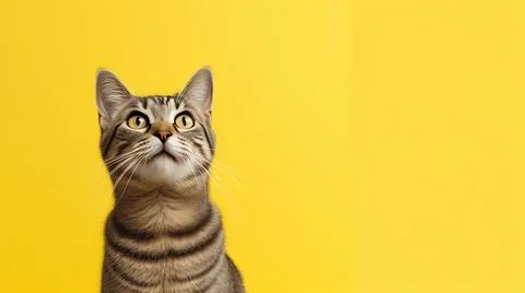 Cat on yellow background, different Angle close-up Stock Photos