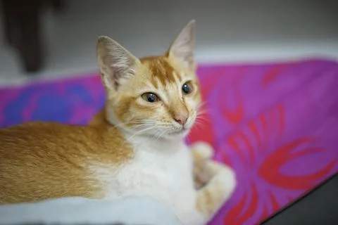 The cat is yellow by looking to the right Stock Photos