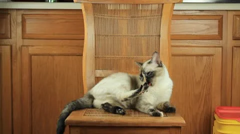 Cat001 Stock Footage 10743834