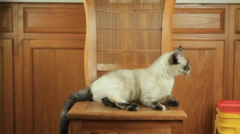 Cat002 動画素材 10743814