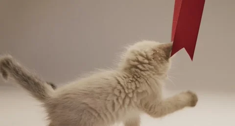 Cat01 Stock Footage 245956491