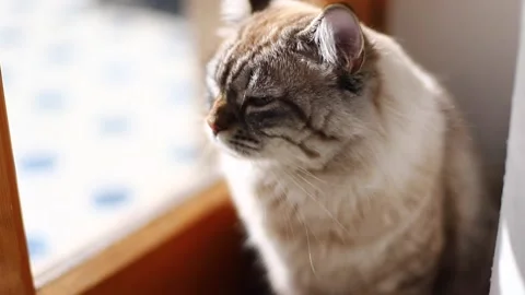 Cat1 Stock Footage 138562886