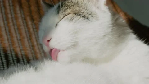 Cat1 库存影片 148940280