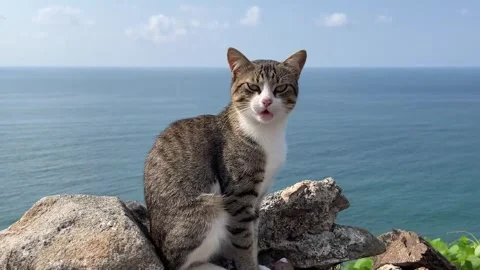 Cat1, Stock Footage 294603165