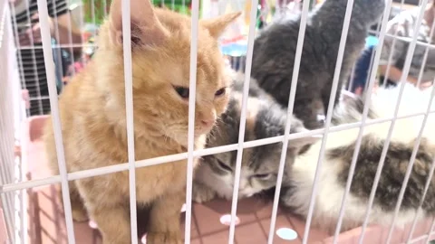 Cat1 Stock Footage 320281287