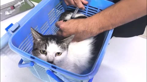 Cat1 Stock Footage 324883760